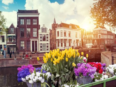 Laleli manzara, geleneksel yel değirmenleri ve Zaanse Schans, Hollanda, Avrupa 'daki kanal yakınlarındaki evler