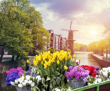 Laleli manzara, geleneksel yel değirmenleri ve Zaanse Schans, Hollanda, Avrupa 'daki kanal yakınlarındaki evler