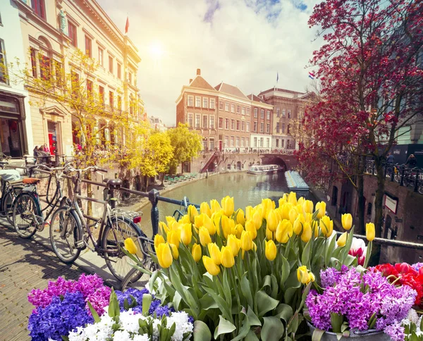 Laleli manzara, geleneksel yel değirmenleri ve Zaanse Schans, Hollanda, Avrupa 'daki kanal yakınlarındaki evler