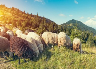 Süt cam ve süt sürahi papatya Çayır Mera arka planda Alps dağlarda, İsviçre
