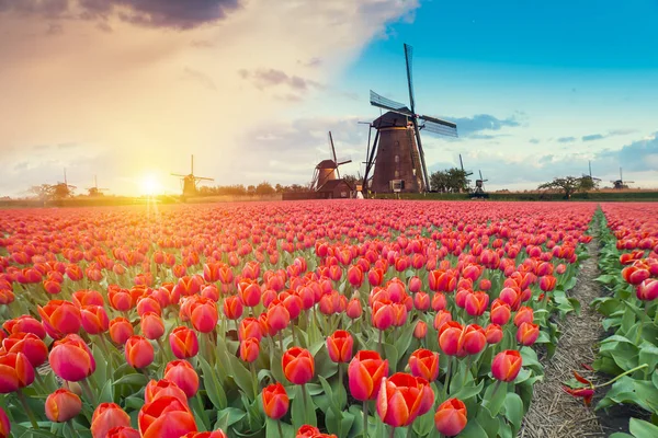 Majestic dawn over beautiful field of tulip flowers and windmill, traditional Holland landscape — Stock Photo, Image