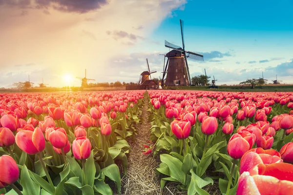 Majestátní svítání nad krásné oblasti tulipánu květin a větrný mlýn, tradiční Holland krajina — Stock fotografie