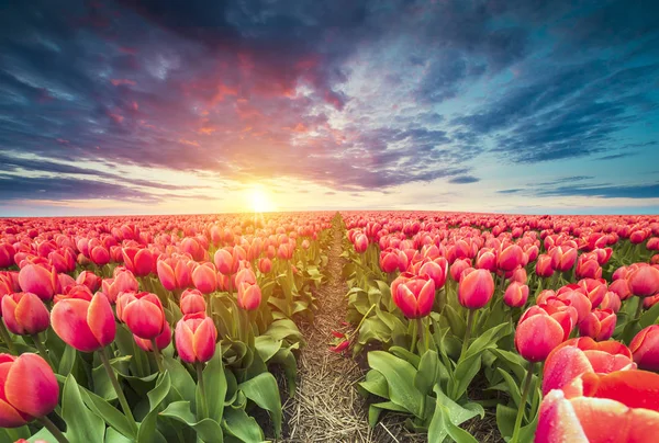 Majestuoso amanecer sobre hermoso campo de flores de tulipán y molino de viento, paisaje tradicional de Holanda — Foto de Stock