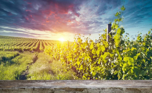 Vino tinto con barril en viñedo verde Toscana, Italia — Foto de Stock