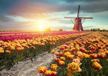 Dramatik bahar çiçek çiftlik sahnesinde. Hollanda, Europe renkli gün batımı. Holland çiçek sümbül çiçek alanları.