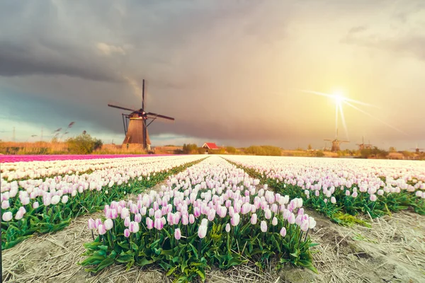 Paises Bajos escena - molino de viento holandés sobre colorido campo de tulipanes de Holanda violeta y amarilla en la puesta del sol, Países Bajos — Foto de Stock