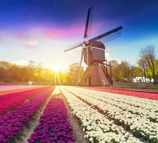 Netherlands scene - dutch windmill over colorful violet and yellow holland tulips field on sunset, Netherlands