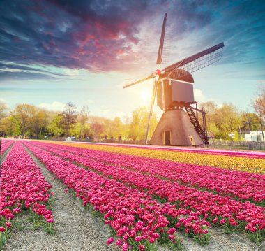 Hollanda yel değirmenleri için önde gelen Rotterdam kanala yolun. Holland. Hollanda
