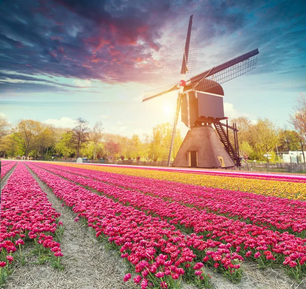 ロッテルダムの運河からオランダの風車に通じる道。オランダ。オランダ — ストック写真