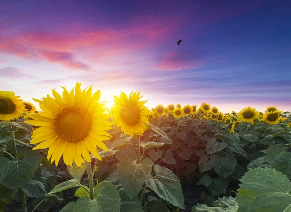 Felt med blomstrende solsikker på en bakgrundssolnedgang – stockfoto