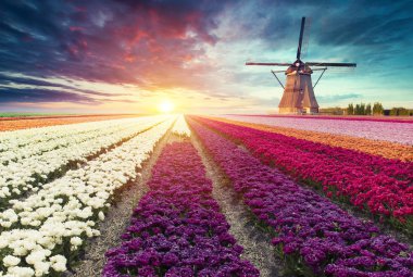 Hollanda 'nın geleneksel yel değirmeni ve laleleri ile Hollanda manzarası