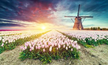 Hollanda 'nın geleneksel yel değirmeni ve laleleri ile Hollanda manzarası