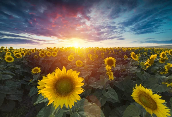 Поле квітучих соняшників на фоновому заході сонця — стокове фото