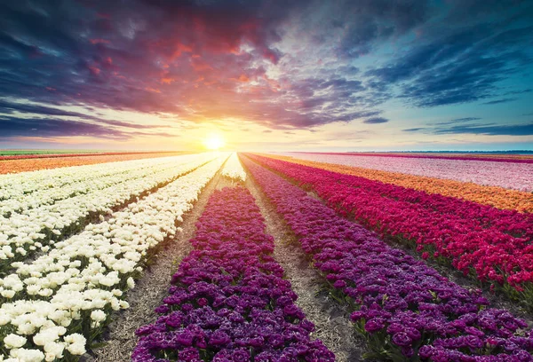 Paysage hollandais traditionnel avec un moulin à vent et des tulipes typiques, campagne néerlandaise — Photo