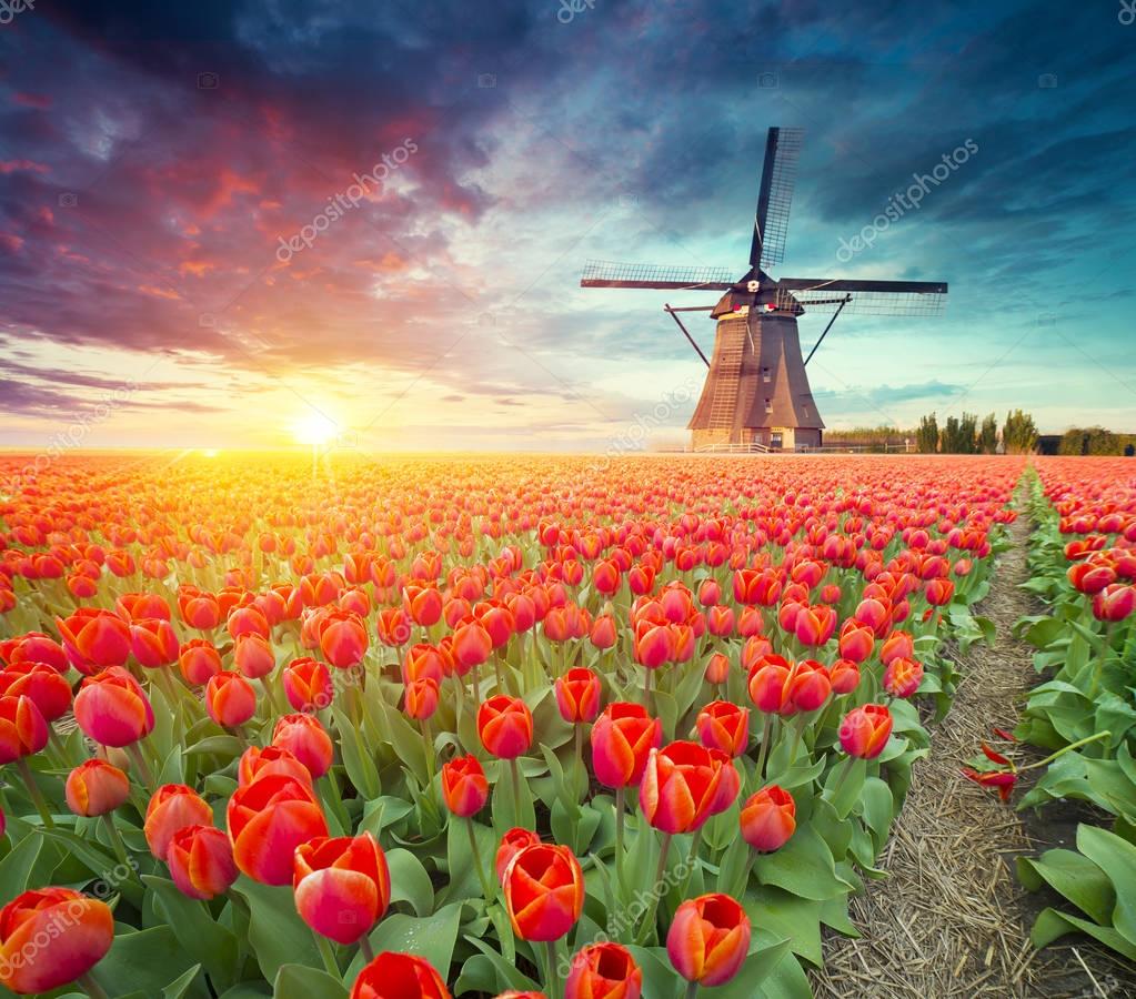 Traditional Netherlands Holland dutch scenery with one typical windmill