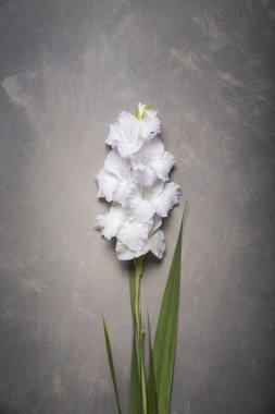 Ahşap arka plan üzerinde güzel Glayöl