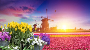 Laleli manzara, geleneksel yel değirmenleri ve Zaanse Schans, Hollanda, Avrupa 'daki kanal yakınlarındaki evler.
