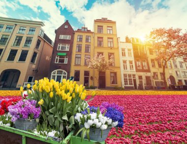 Laleli manzara, geleneksel yel değirmenleri ve Zaanse Schans, Hollanda, Avrupa 'daki kanal yakınlarındaki evler.