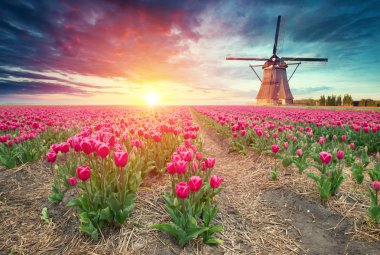 Laleli manzara, geleneksel yel değirmenleri ve Zaanse Schans, Hollanda, Avrupa 'daki kanal yakınlarındaki evler.