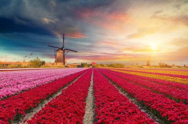 Paysage avec tulipes, moulins à vent hollandais traditionnels et maisons près du canal à Zaanse Schans, Pays-Bas, Europe — Photo