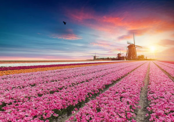 Ландшафт з тюльпаном, традиційними вітряними млинами та будинками біля каналу в Заансе - Шанс (Нідерланди, Європа). — стокове фото
