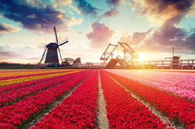Laleli manzara, geleneksel yel değirmenleri ve Zaanse Schans, Hollanda, Avrupa 'daki kanal yakınlarındaki evler.