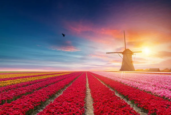 Пейзаж с тюльпанами, традиционные голландские ветряные мельницы и дома рядом с каналом в Zaanse Schans, Нидерланды, Европа — стоковое фото
