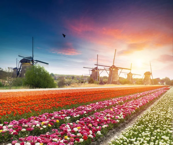 Vibrantes tulipanes rosados con molinos holandeses a lo largo de un canal, Países Bajos — Foto de Stock