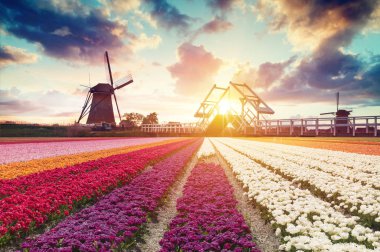 Laleli manzara, geleneksel yel değirmenleri ve Zaanse Schans, Hollanda, Avrupa 'daki kanal yakınlarındaki evler