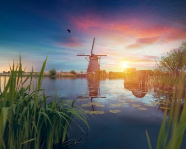 Hollanda kanalı boyunca Hollanda yel değirmenleri olan canlı pembe laleler