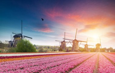 Hollanda kanalı boyunca Hollanda yel değirmenleri olan canlı pembe laleler