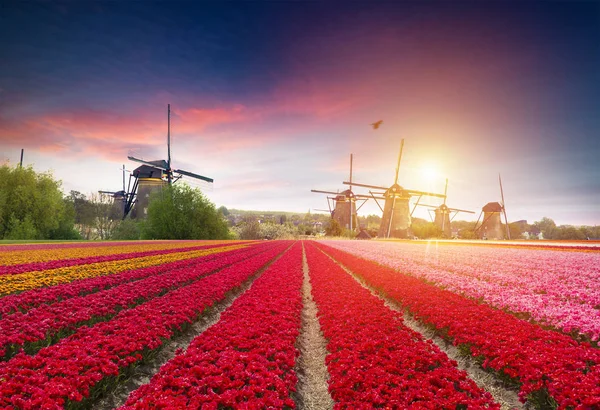 Hollanda kanalı boyunca Hollanda yel değirmenleri olan canlı pembe laleler