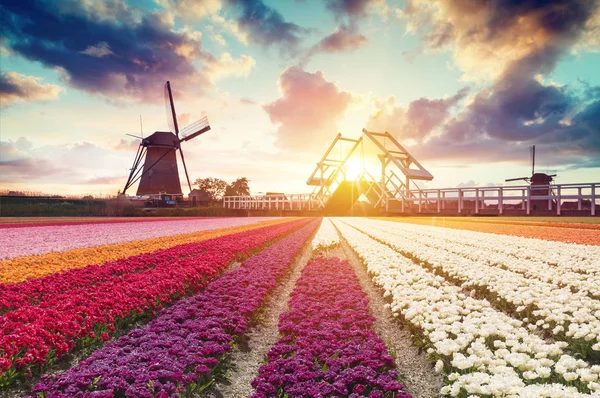 Landscape with tulips, traditional dutch windmills and houses near the canal in Zaanse Schans, Netherlands, Europe — Stock Photo, Image