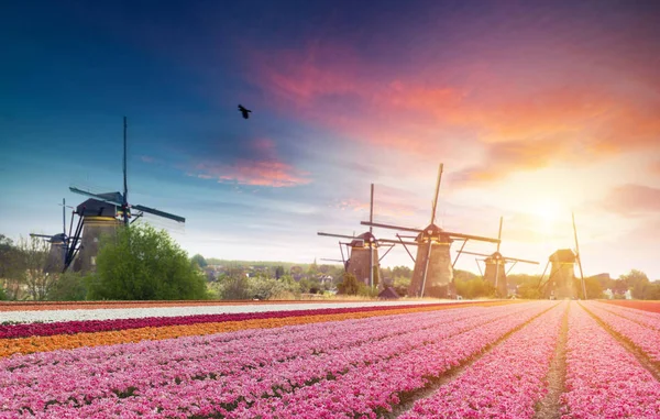 Hollanda kanalı boyunca Hollanda yel değirmenleri olan canlı pembe laleler