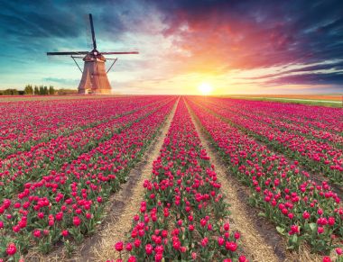 Güneş doğarken Hollanda yel değirmeni. Geleneksel Hollanda Yeldeğirmeni, yeşil çimen, renkli gökyüzü bulutlu Parmaklığa. Hollanda'da rustik panoramik manzara güneşli sabah. Kırsal sahne. Seyahat