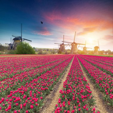 Güneş doğarken Hollanda yel değirmeni. Geleneksel Hollanda Yeldeğirmeni, yeşil çimen, renkli gökyüzü bulutlu Parmaklığa. Hollanda'da rustik panoramik manzara güneşli sabah. Kırsal sahne. Seyahat