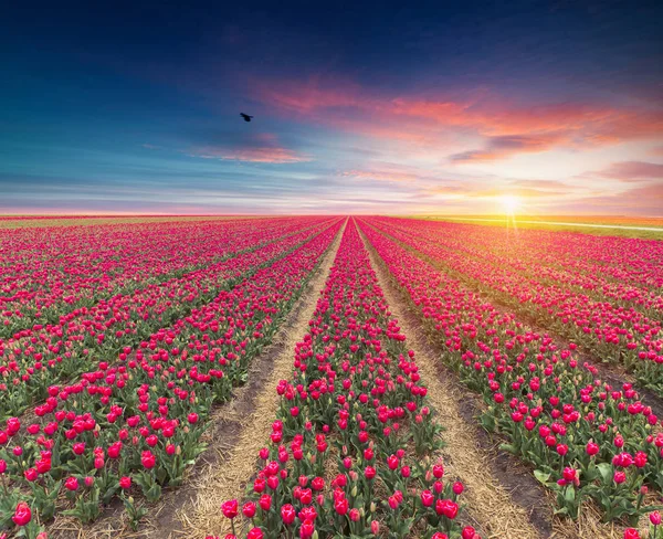 Güneş doğarken Hollanda yel değirmeni. Geleneksel Hollanda Yeldeğirmeni, yeşil çimen, renkli gökyüzü bulutlu Parmaklığa. Hollanda'da rustik panoramik manzara güneşli sabah. Kırsal sahne. Seyahat — Stok fotoğraf