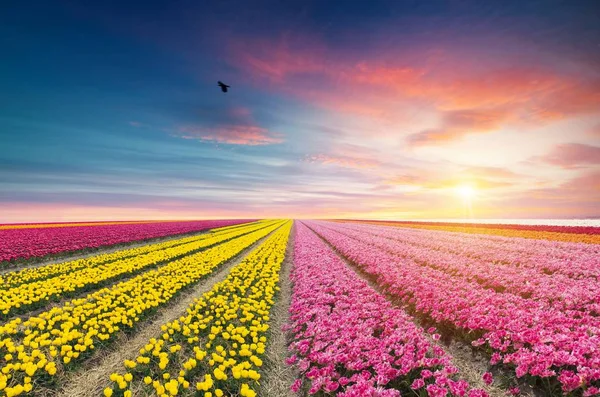 Windmill at sunrise in Netherlands. Traditional dutch windmill, green grass, fence against colorful sky with clouds. Rustic panoramic landscape in the sunny morning in Holland. Rural scene. Travel