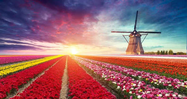 Molino de viento al amanecer en Holanda. Molino de viento holandés tradicional, hierba verde, cerca contra el cielo colorido con nubes. Paisaje panorámico rústico en la soleada mañana en Holanda. Escena rural. Viajes — Foto de Stock