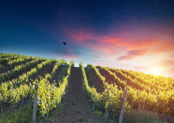 Червоне вино з бочкою на винограднику в зеленій Тоскані, Італія. — стокове фото