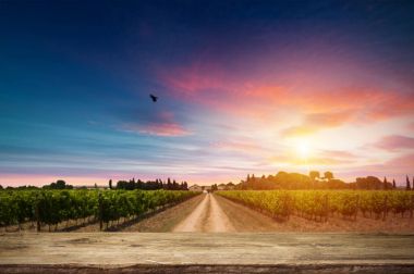 Tuscany, İtalya 'da üzüm bağında kırmızı şarap