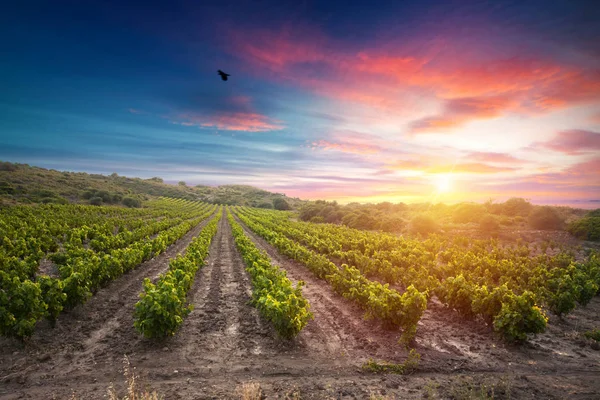 Vino tinto con barril en viñedo verde Toscana, Italia — Foto de Stock