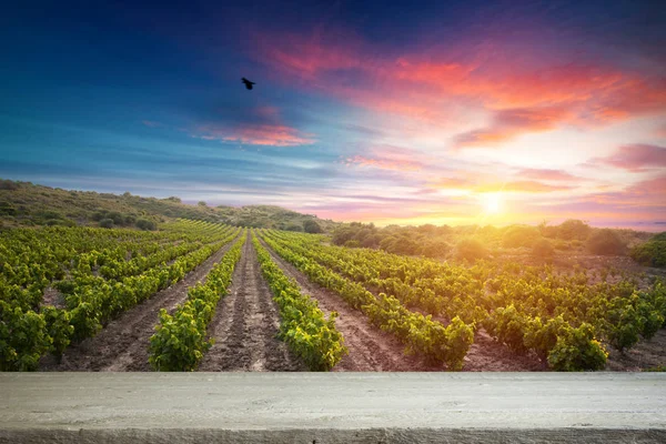 Red wine with barrel on vineyard in green Tuscany, Italy — Stock Photo, Image