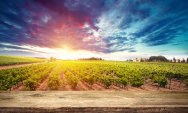 Tuscany, İtalya 'da üzüm bağında kırmızı şarap