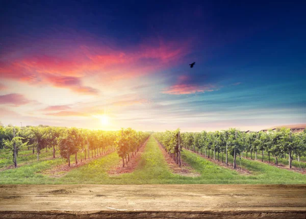 Rode wijn met vat op wijngaard in het groene Toscane, Italië — Stockfoto