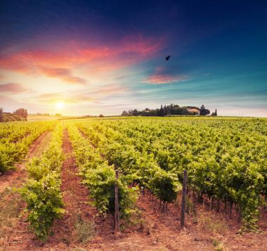 Tuscany, İtalya 'da üzüm bağında kırmızı şarap