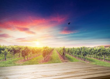 Tuscany, İtalya 'da üzüm bağında kırmızı şarap