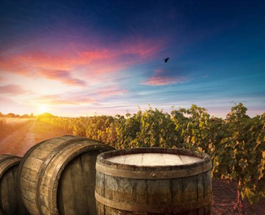 Tuscany, İtalya 'da üzüm bağında kırmızı şarap