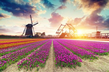 Laleli manzara, geleneksel yel değirmenleri ve Zaanse Schans, Hollanda, Avrupa 'daki kanal yakınlarındaki evler