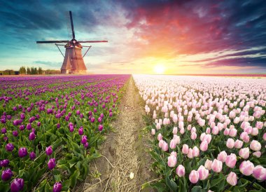 Laleli manzara, geleneksel yel değirmenleri ve Zaanse Schans, Hollanda, Avrupa 'daki kanal yakınlarındaki evler